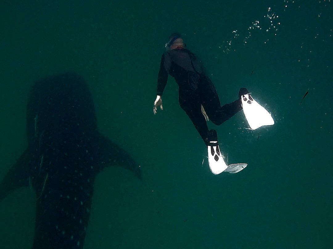 Mafia Whale Shark Tours景点图片
