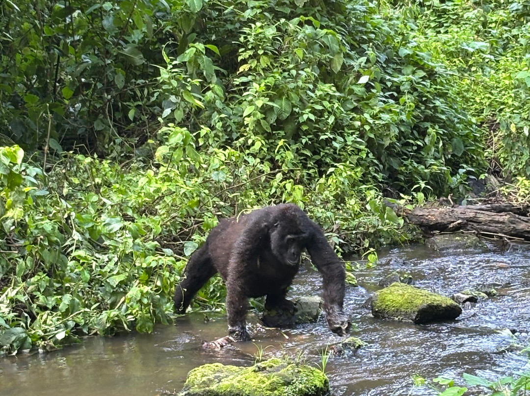 Mountain Gorilla Coffee Tours-Kisoro必去景点