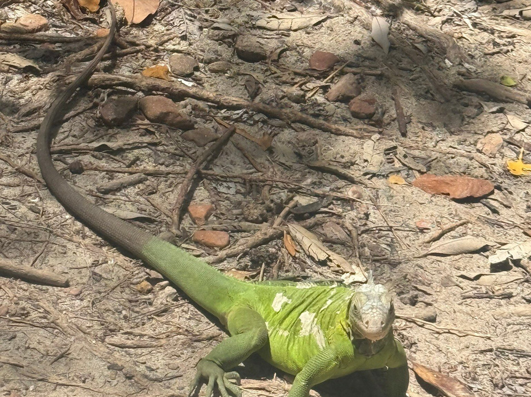 Vauclin Découverte-Le Vauclin必去景点