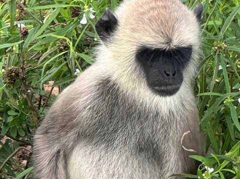 Lakdinu Tours-哈普特莱必去景点