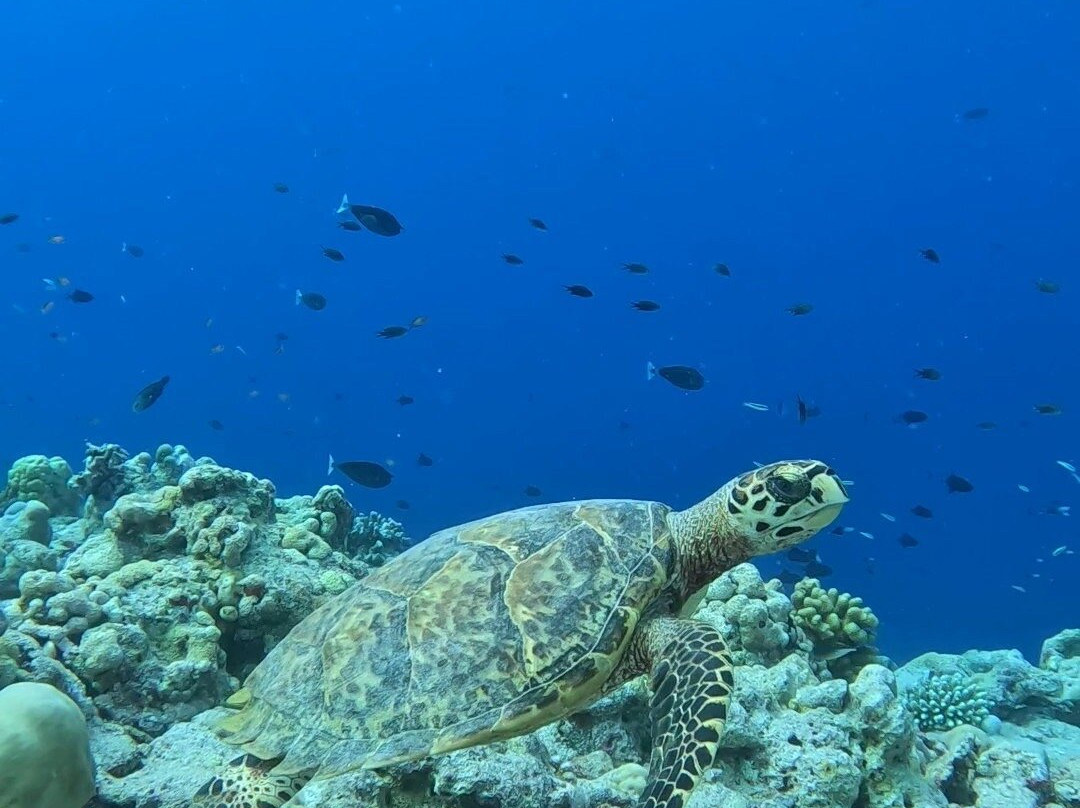 Flow Ventures-Fulhadhoo Island必去景点