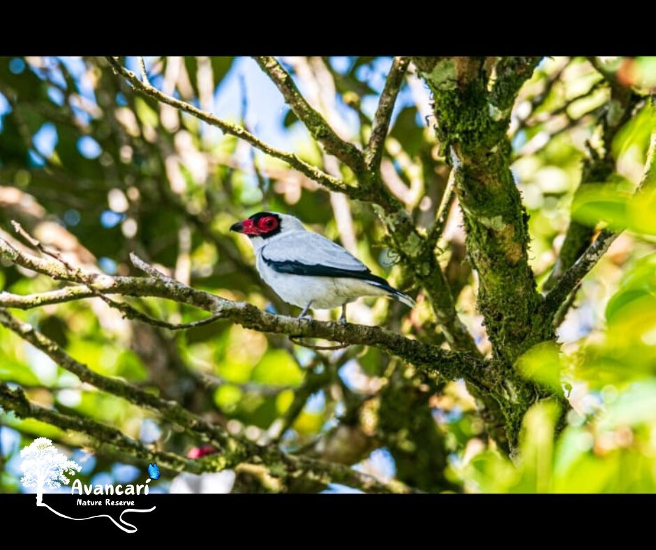 Avancarí Nature Reserve-蒙特沃德必去景点