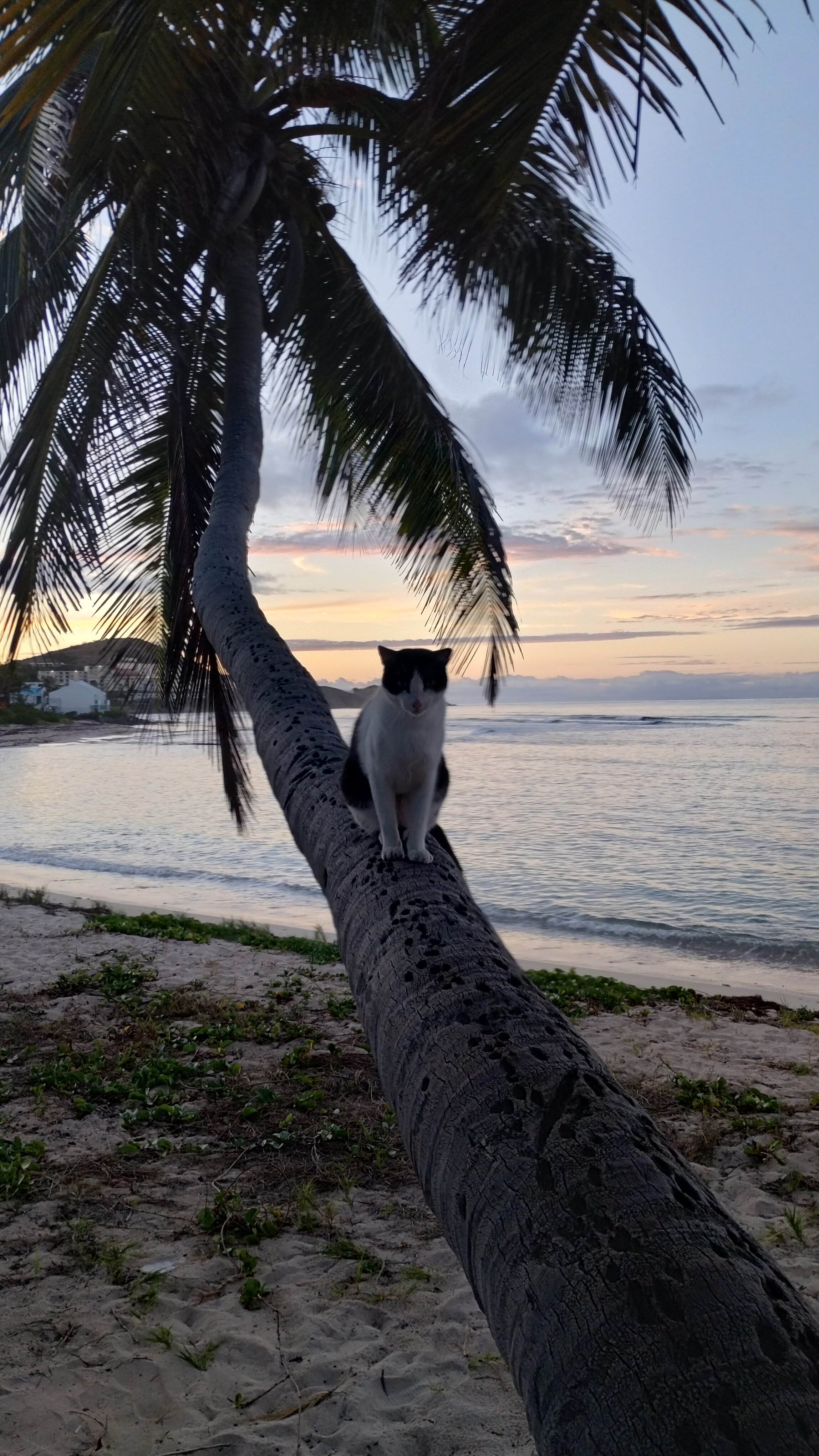 The Palms at Pelican Cove-官方