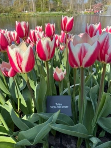Keukenhof Gardens-利塞必去景点