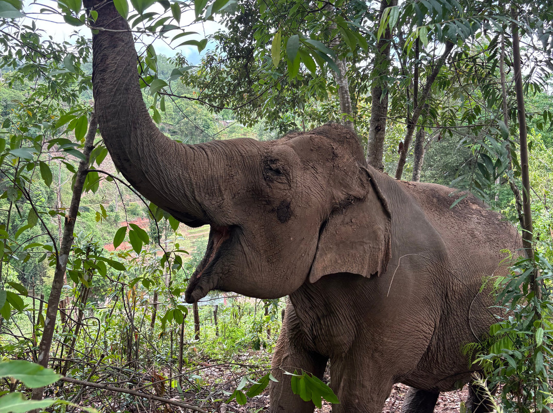 Elephant Village Sanctuary景点图片