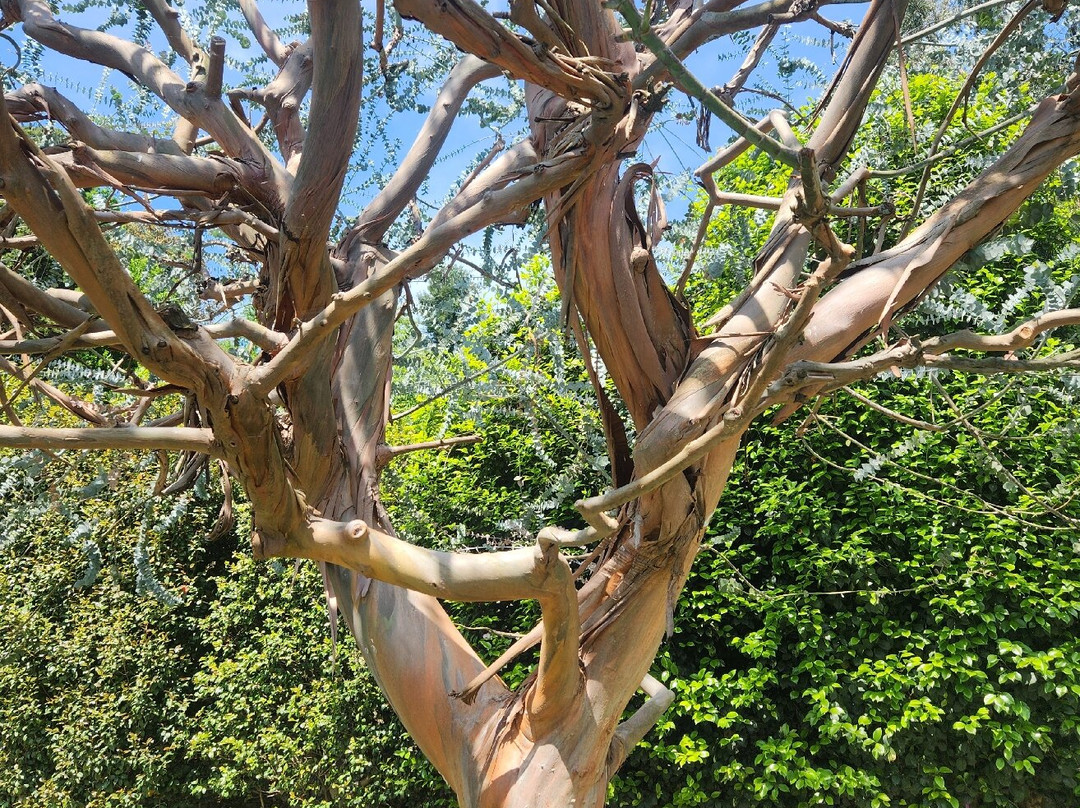 The Lake Maggiore Express-斯特雷萨必去景点