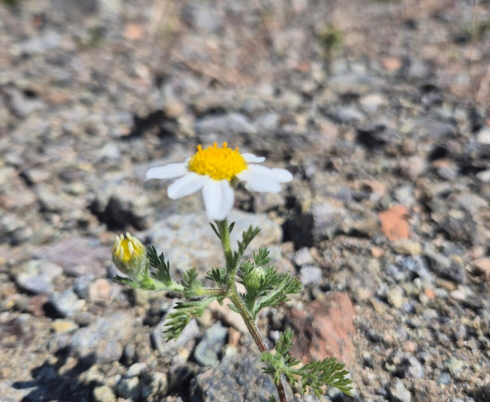 Castillo de la Mota-Alhaurin el Grande必去景点