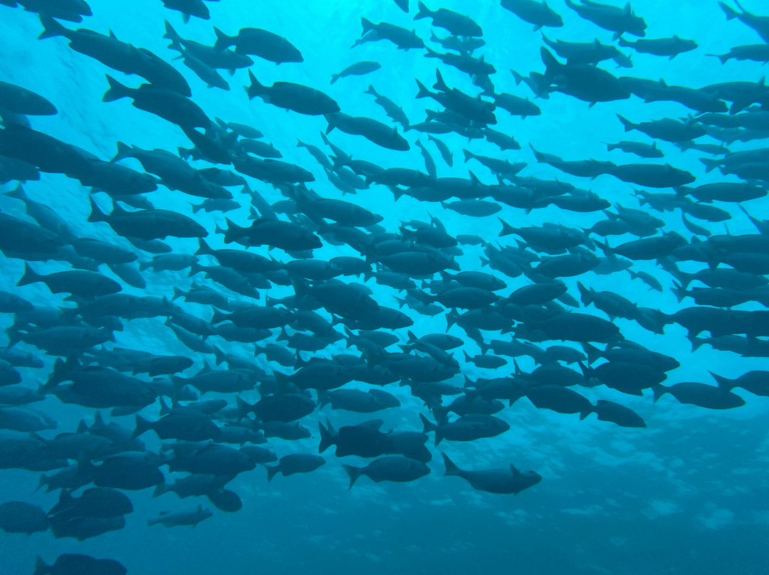 Eagle Ray Divers-Matemwe必去景点