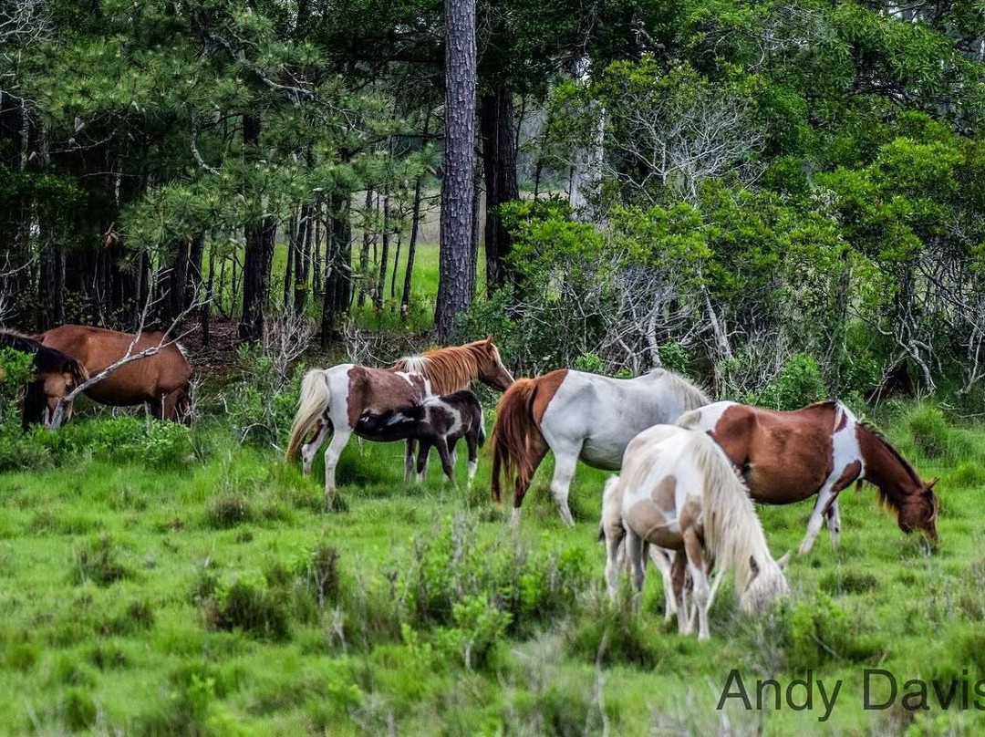 Chincoteague National Wildlife Refuge景点图片