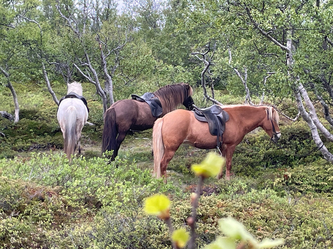 Lava Horses-胡萨维克必去景点