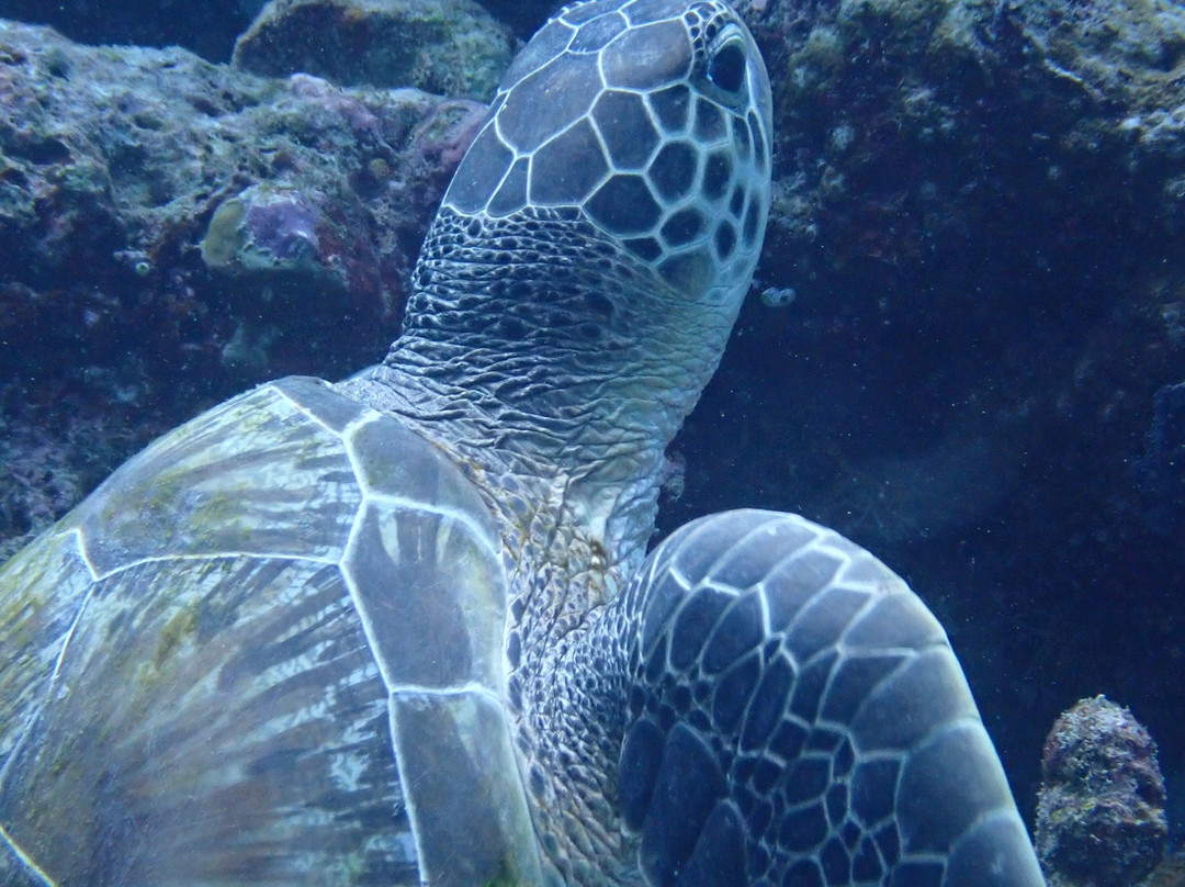Family Divers Maldives景点图片