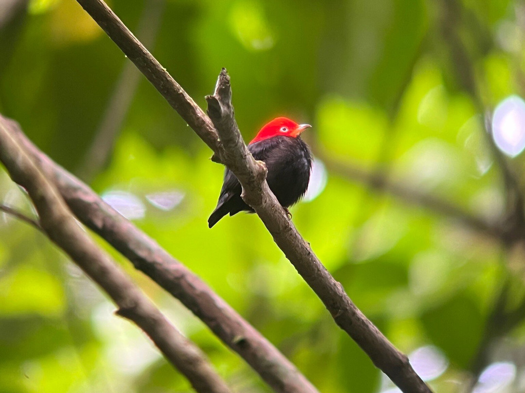 Birding Pipeline Panama-甘博阿必去景点