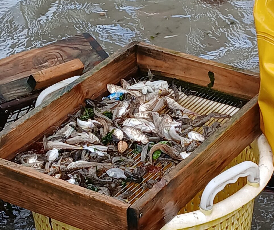 Paardevissers in Oostduinkerke-东代恩凯尔克必去景点