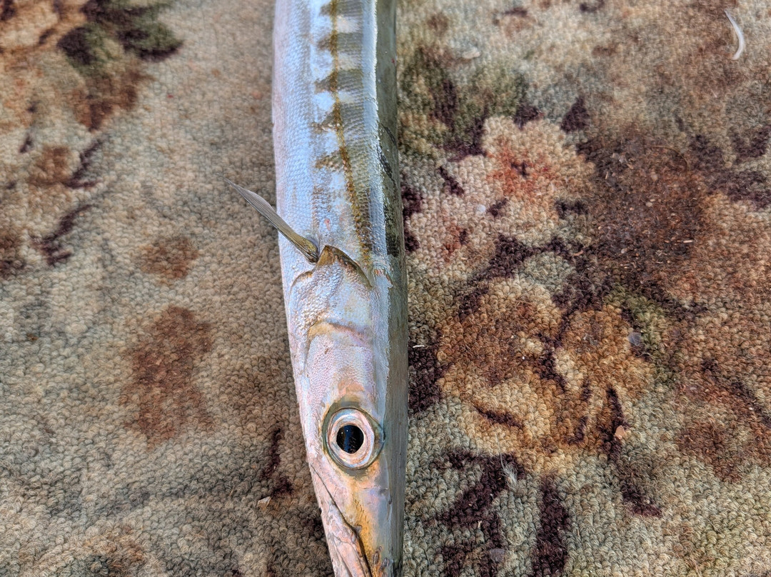 Lemnos Fishing Trips景点图片