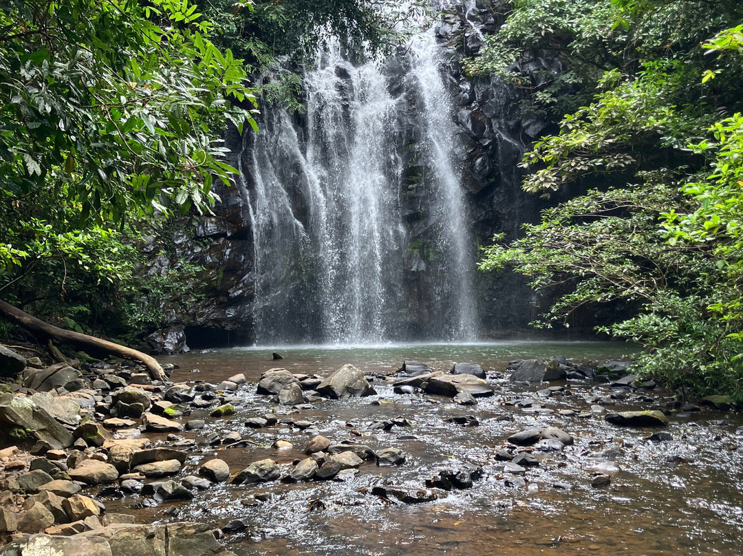 Zillie Falls-Millaa Millaa必去景点