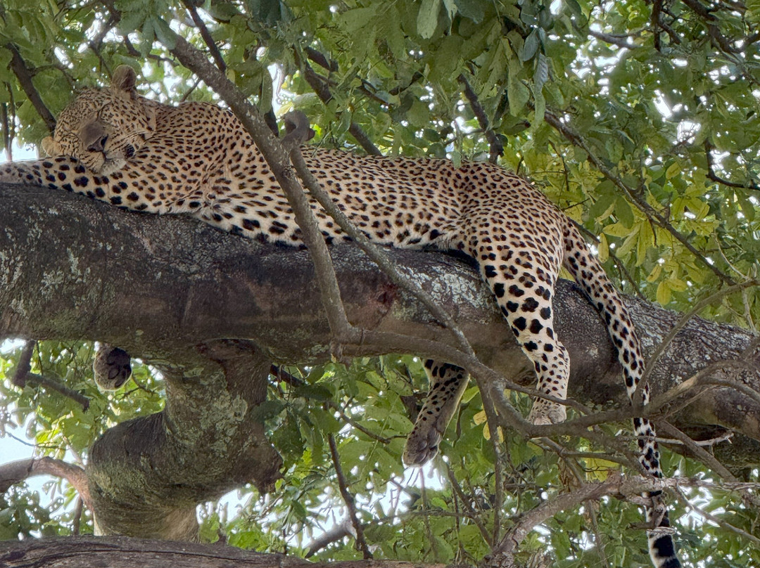 Singita Faru Faru主图