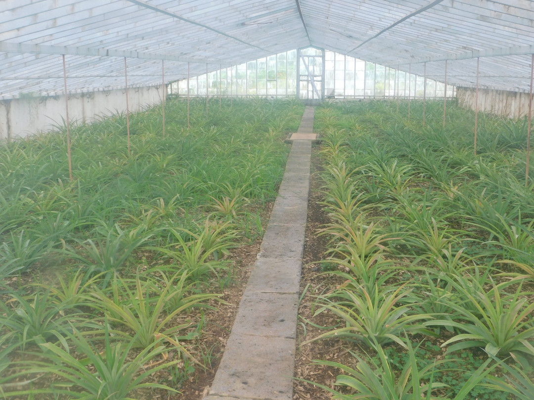 Plantação de Ananás dos Açores景点图片