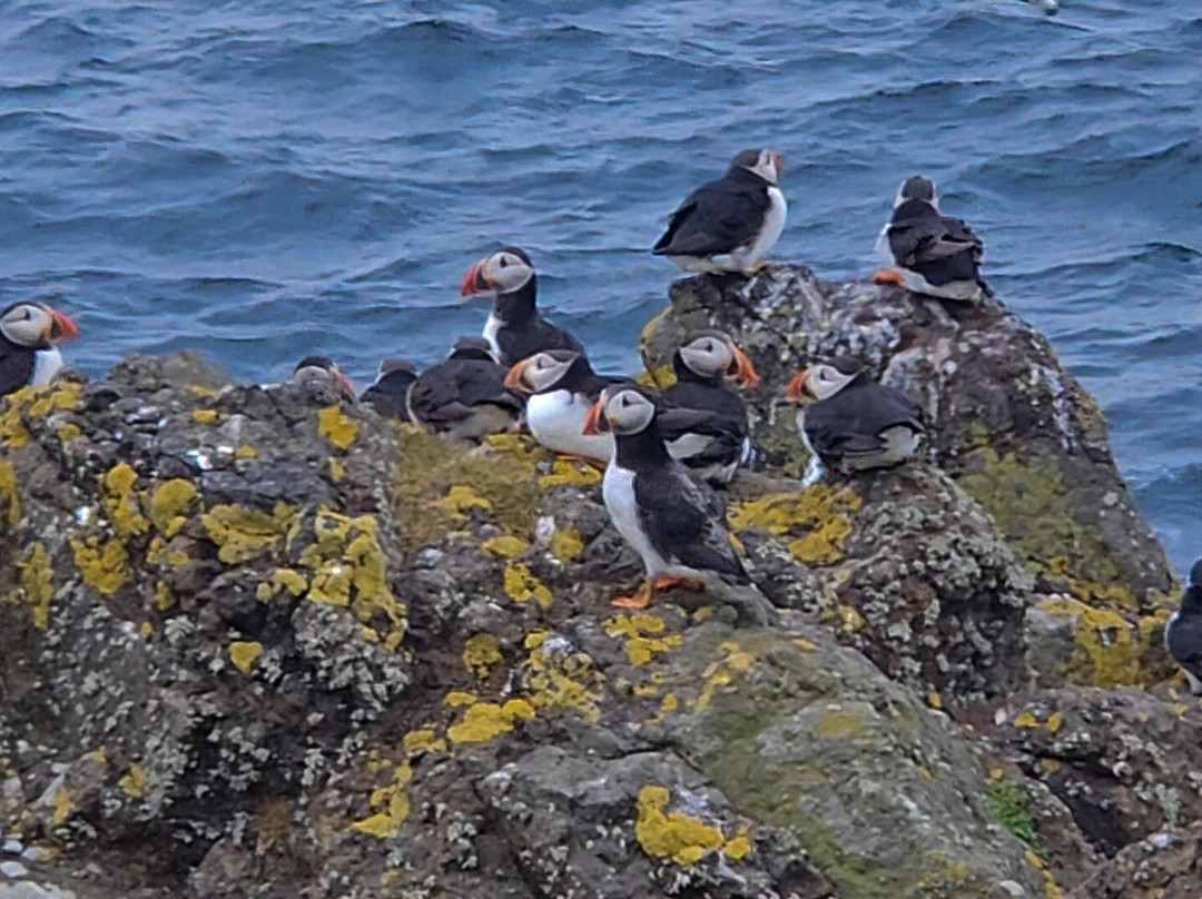 Anstruther Pleasure Cruises-Boat Day Tours-Anstruther必去景点