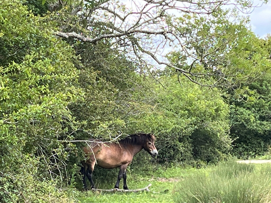 Knepp Wildland Safaris景点图片