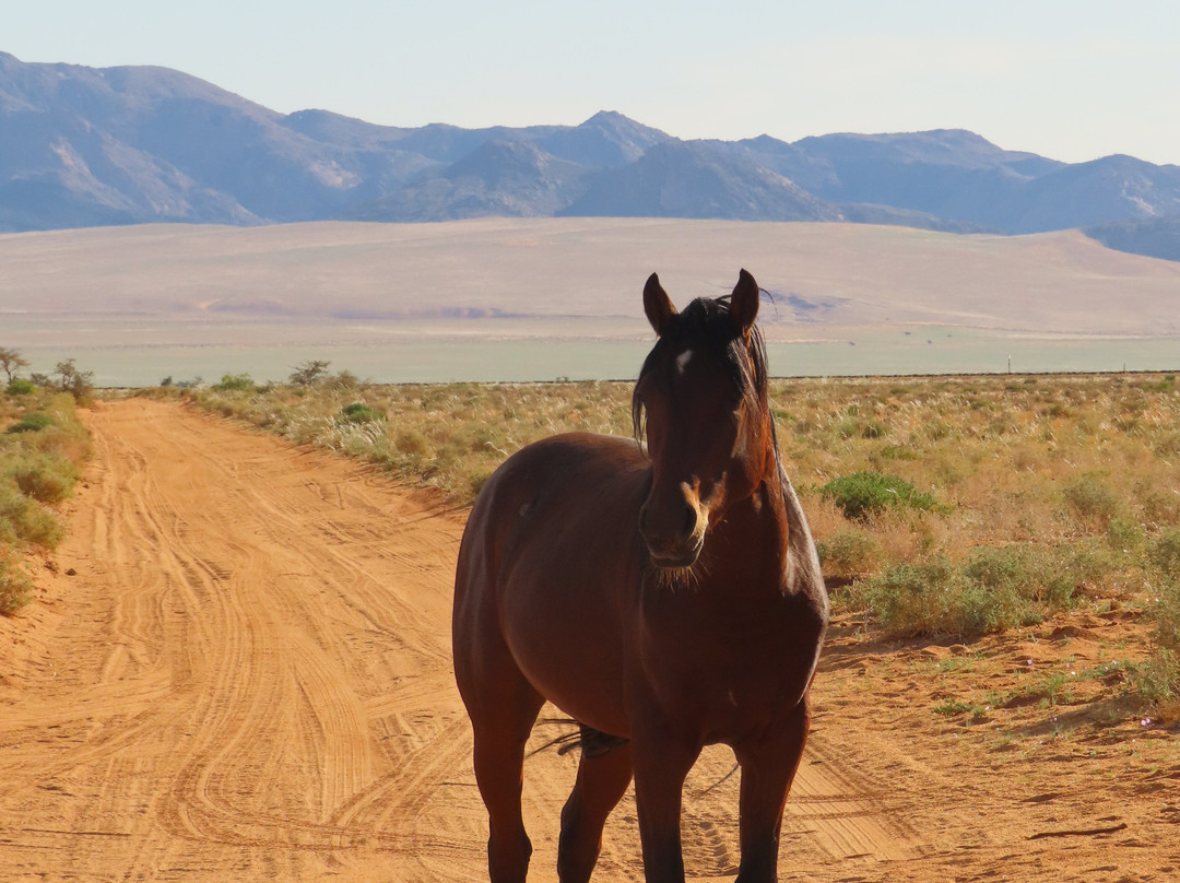 Wild Horses of Aus-Aus必去景点