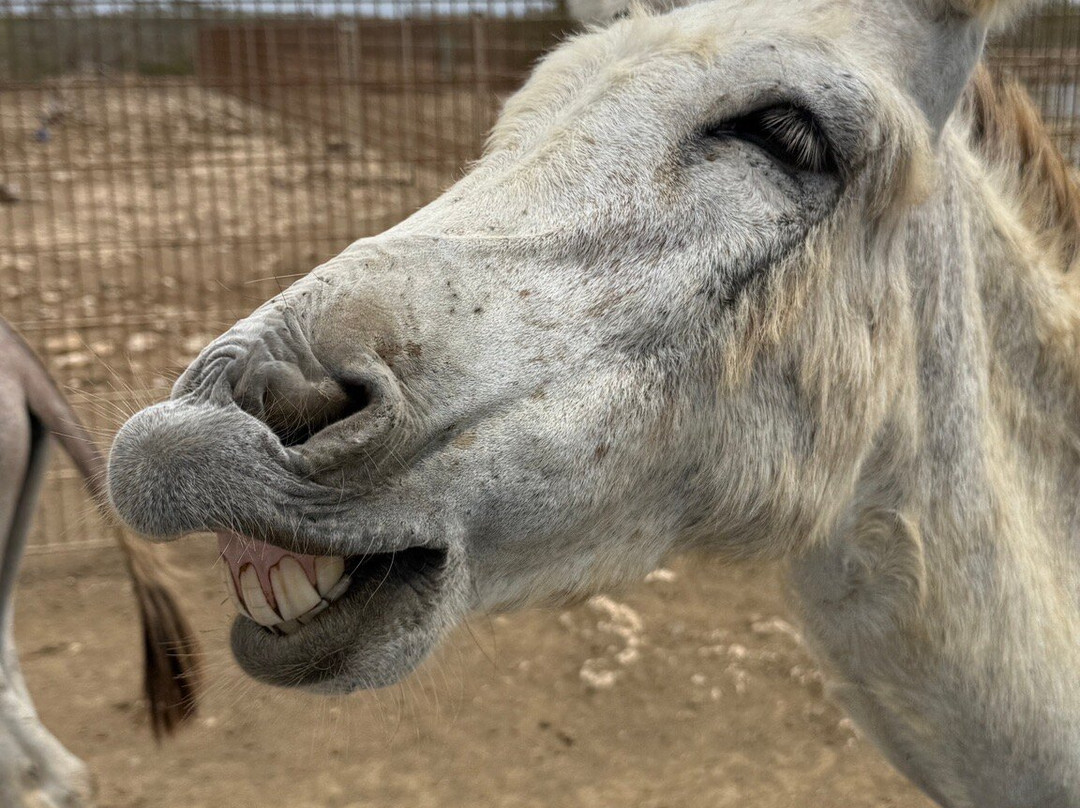 Donkey Sanctuary Bonaire-博奈尔岛必去景点