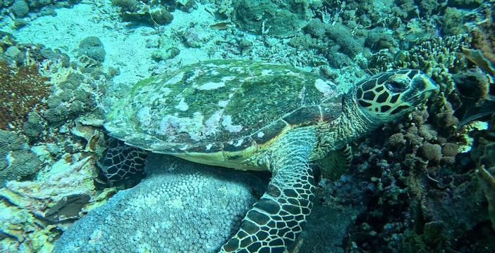 The Sakti Nusa Penida-珀尼达岛必去景点