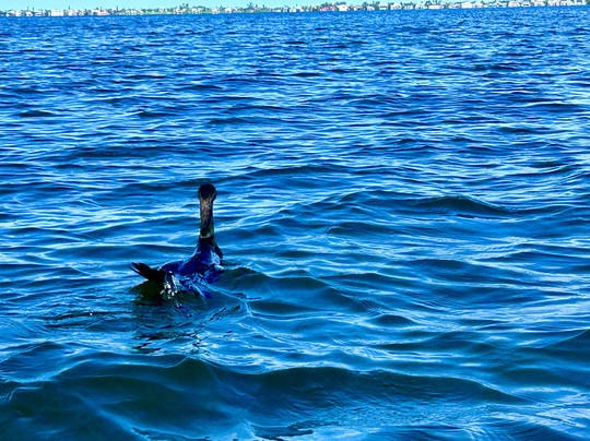 Biotica EcoTours - Day Tours-萨拉索塔必去景点