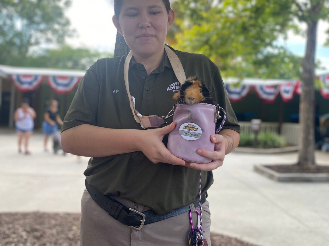 Wild Adventures Theme Park-瓦尔多斯塔必去景点