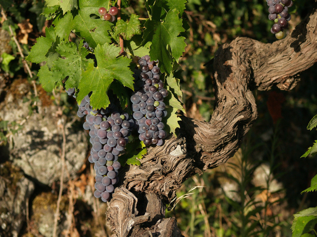 Casale 120 Winery-Rovittello必去景点
