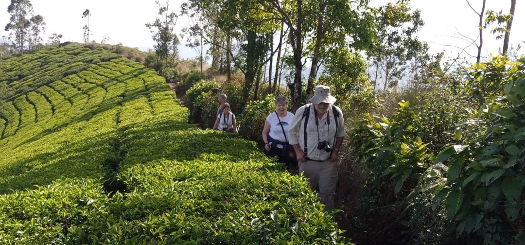 South India Voyages-柯钦必去景点
