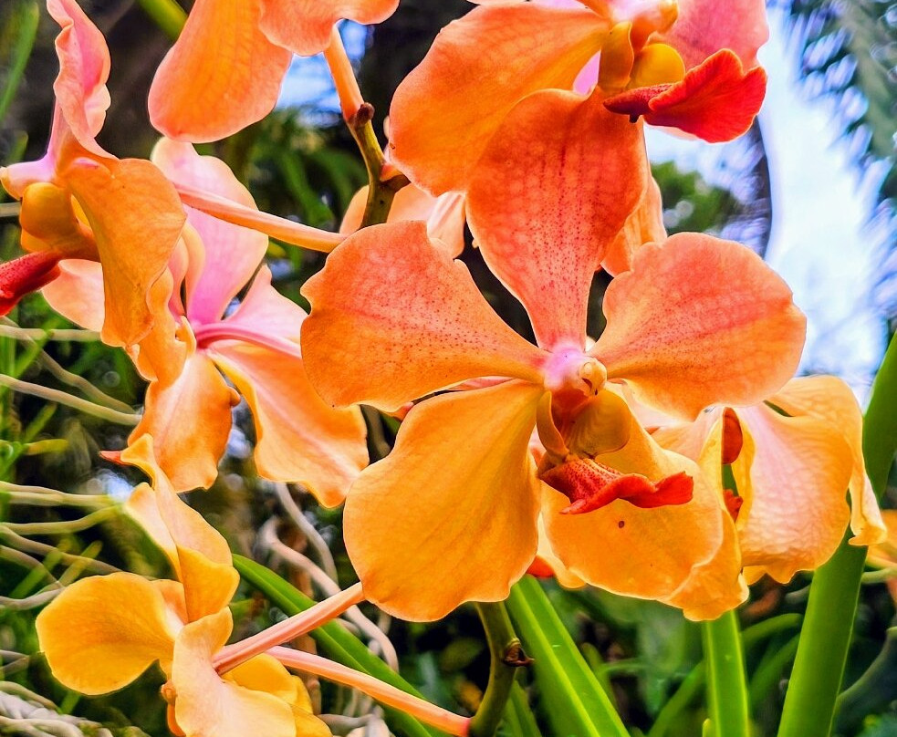 Botanical Orchid Garden-La Garita必去景点