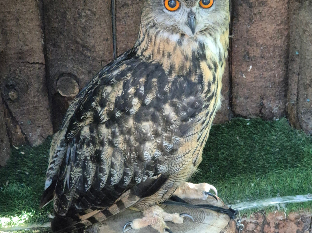 Totnes Rare Breeds Farm-托特尼斯必去景点
