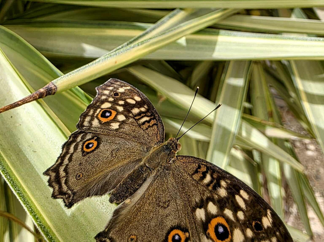 Mariposario de Nijar-Nijar必去景点