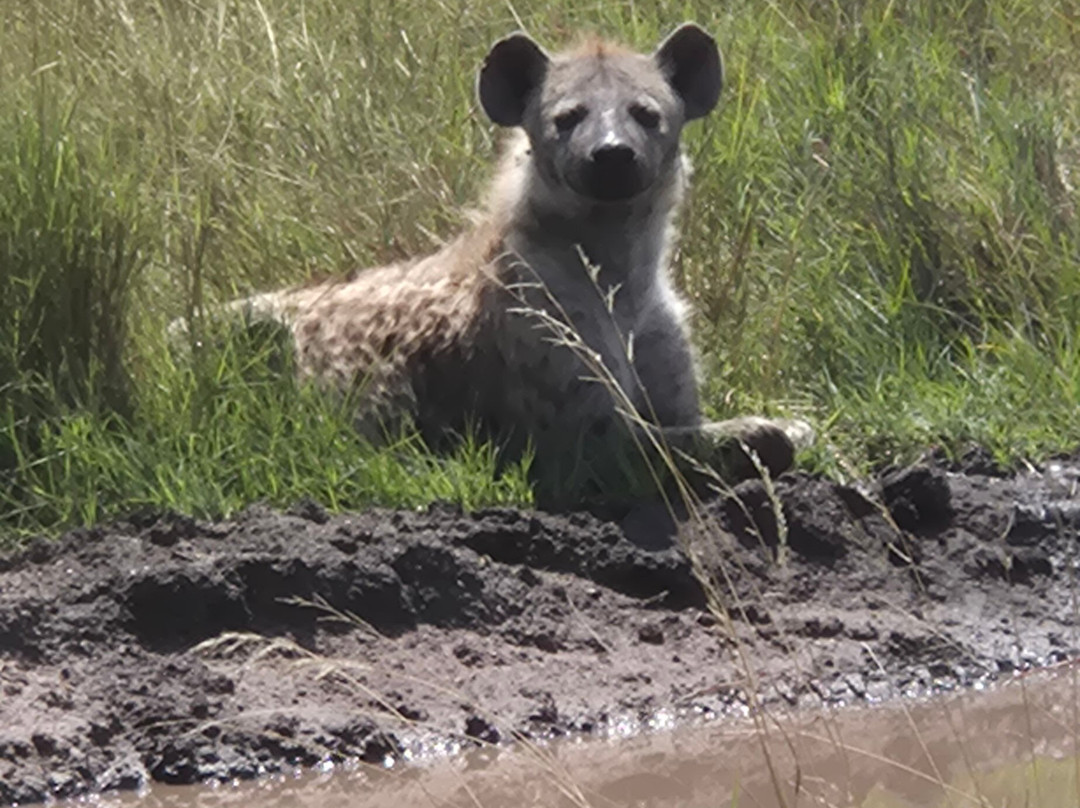 Masumin car hire & safaris-姆万扎必去景点