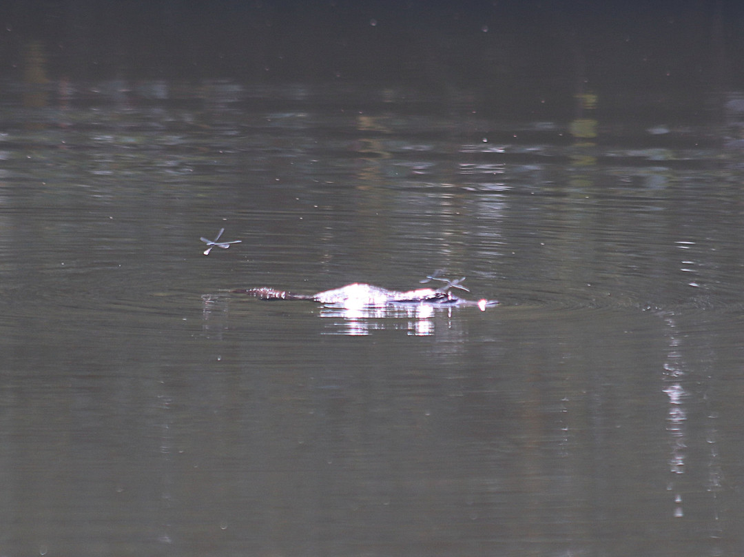 The Australian Platypus Park at Tarzali Lakes-马兰达必去景点