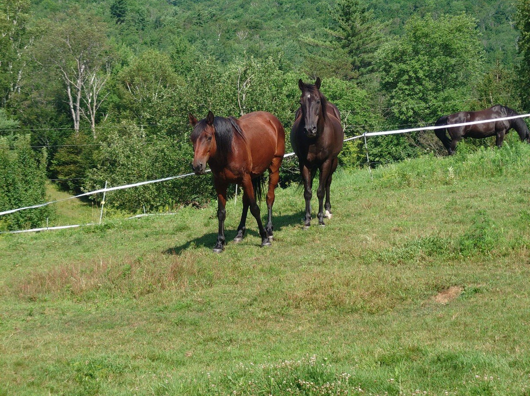 Mad River Lodge主图