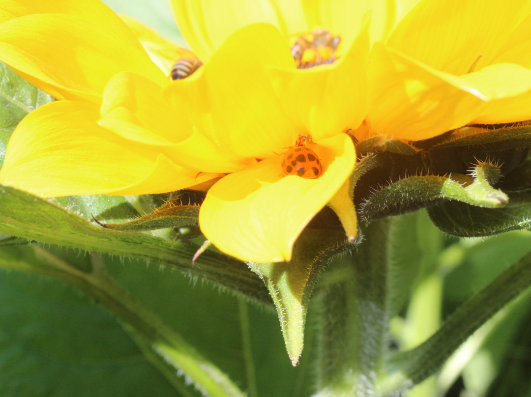 Hemero - Jardins Como Arte-Joinville必去景点