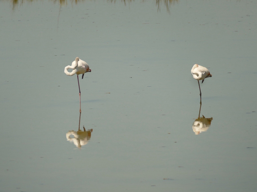 Riserva Valle Canal Novo-Marano Lagunare必去景点