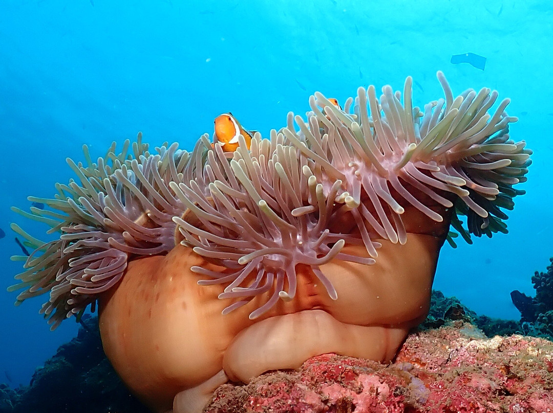 Dive Wonderful Indonesia