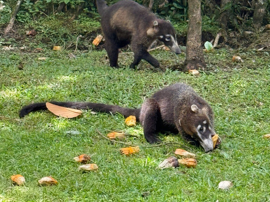 Coati Tours-La Fortuna必去景点