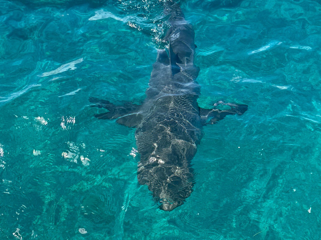 Bimini Blue Adventures-Bailey Town必去景点