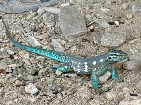 Powerboat Caribbean-威廉斯塔德必去景点