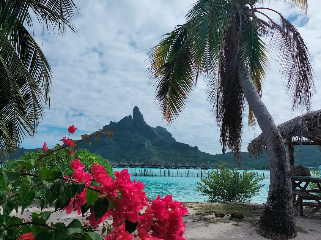 Bora Bora Lagoonarium-瓦伊塔佩必去景点