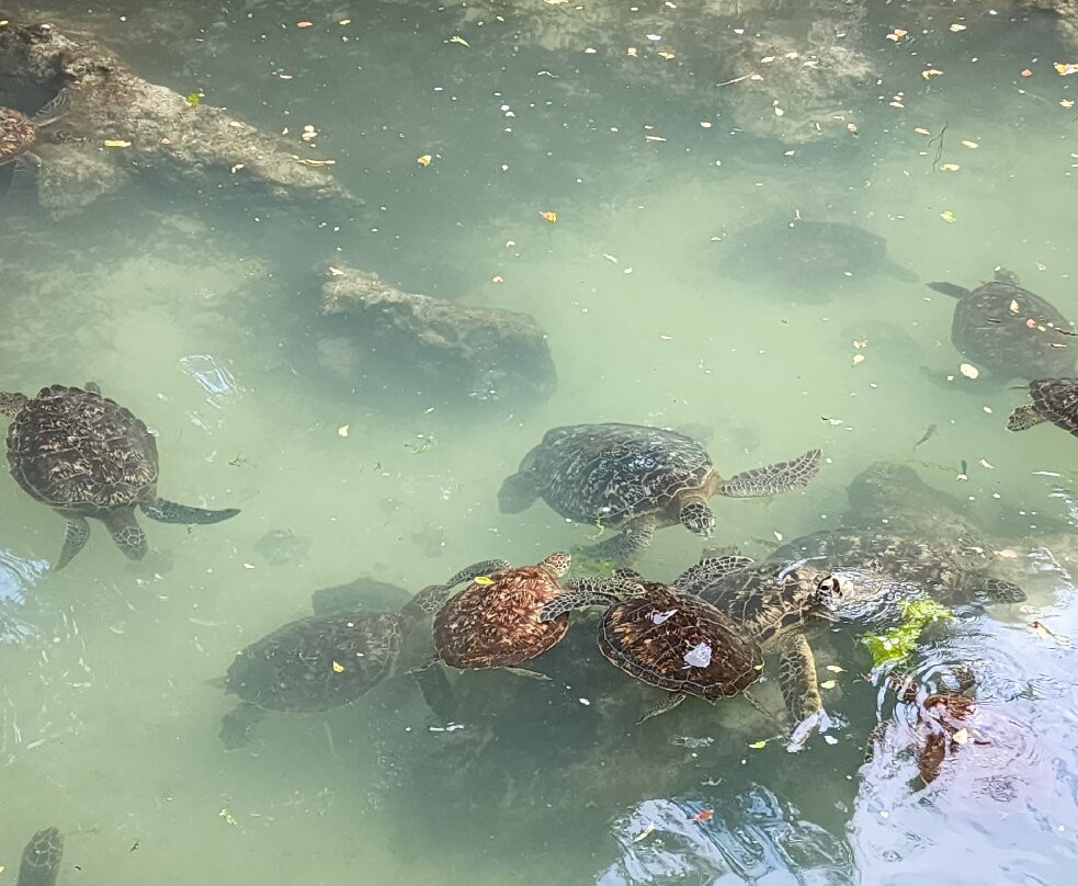 Baraka Natural Aquarium-孥归必去景点