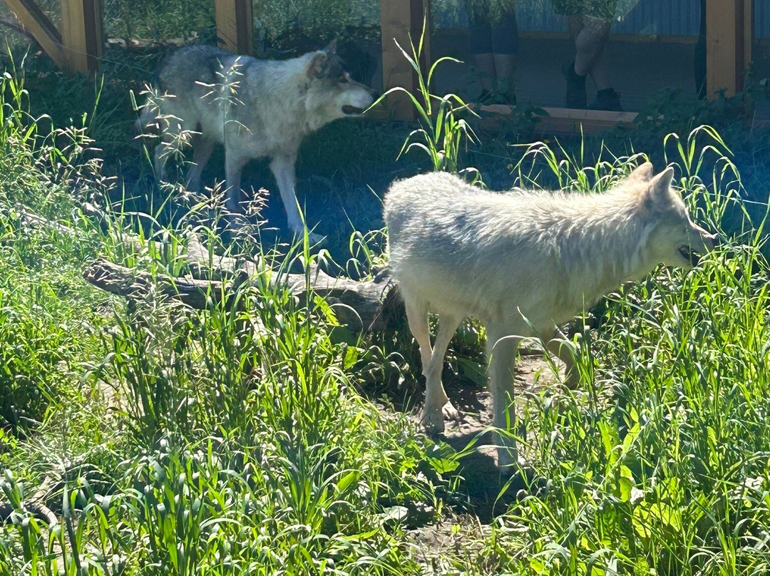 Yamnuska Wolfdog Sanctuary-科克伦必去景点