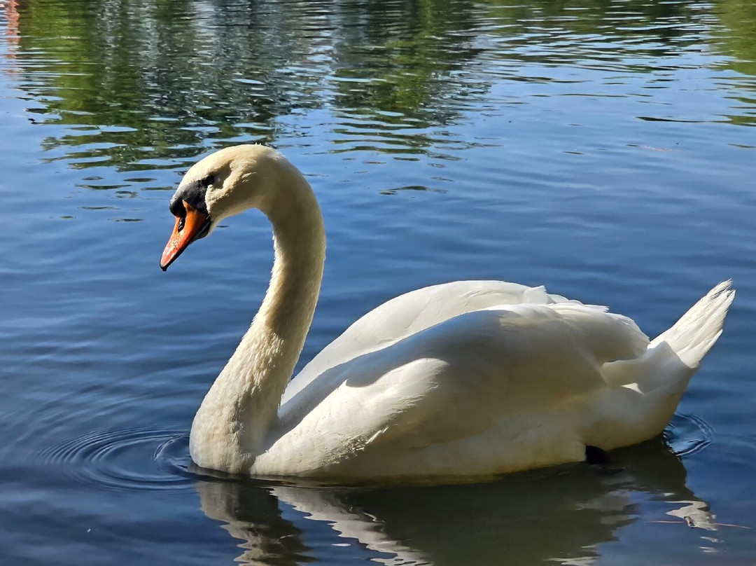 Lago de Puigcerda-Puigcerda必去景点