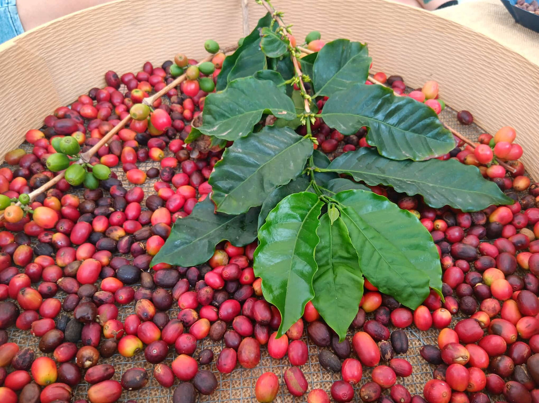 Finca los Castaños-Agaete必去景点