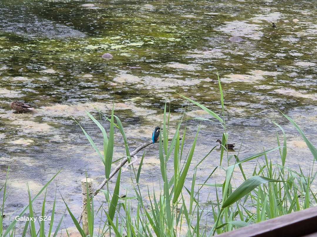 Lakenheath Fen RSPB Reserve-Lakenheath必去景点