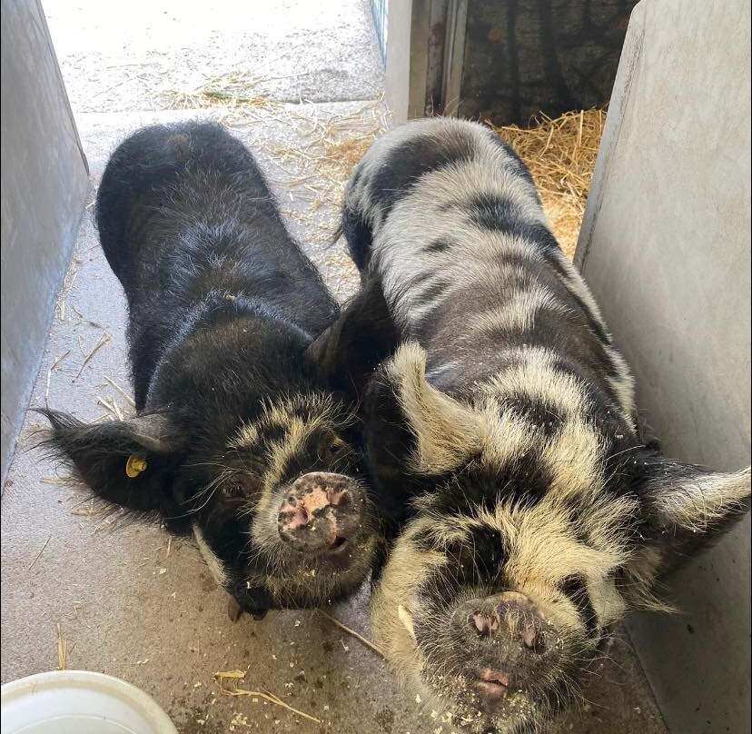 VSA Easter Anguston Farm-Peterculter必去景点