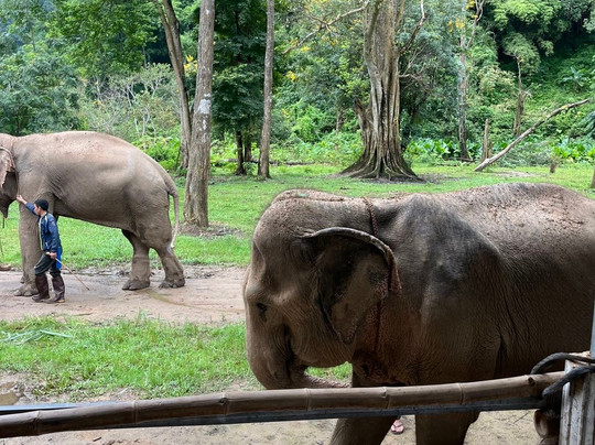 昌泰大象保护区-清迈必去景点